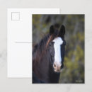 Buscar cabeza de caballo postales Animal
