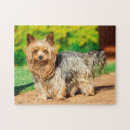 Buscar yorkies puzzles Perro
