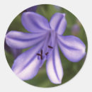 Buscar microscópico Flor