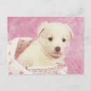 Buscar híbrido postales Animal