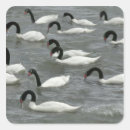 Buscar cisne negro pegatinas Lago