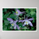 Buscar columbine posters Columna azul