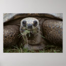 Buscar tortoise arte Marinelife