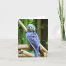 Buscar macaw tarjetas Pájaro