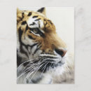 Buscar tigre japonés postales Japón