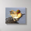 Buscar ala arte Pato