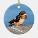 Buscar golondrinas adornos Pájaro