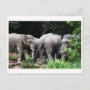 Buscar elefante asiático postales Naturaleza
