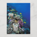 Buscar salmonete postales Coral