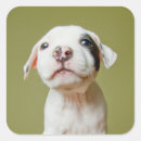 Buscar pitbull pegatinas Perrito