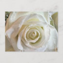 Buscar pureza postales Rosa
