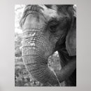 Buscar elefante blanco negro posters Vida silvestre
