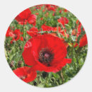 Buscar amapola roja pegatinas Verde