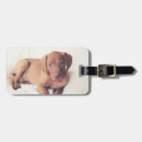 Buscar vizsla accesorios Perrito