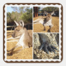 Buscar canguro australiano pegatinas Roo
