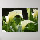 Buscar lirios de cala posters Blanco