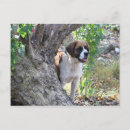 Buscar molly postales Para todos