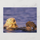 Buscar monterey postales Animal