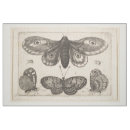 Buscar alas de la mariposa telas Vintage