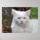 Buscar angora posters Gatito