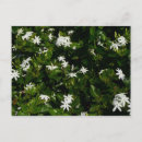Buscar jazmín postales Jasmine