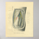 Buscar vasos sanguíneos posters Anatomía