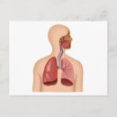 Buscar anatomía humana postales 10 º boquilla