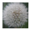 Buscar dandelion azulejos Fotografía