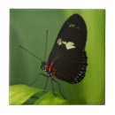 Buscar mariposas azulejos Para ella