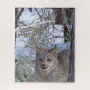 Buscar lince puzzles Gato