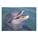 Buscar dientes animales posters Océano