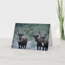 Buscar percheros Alce