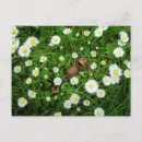 Buscar bellotas postales Bosque