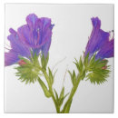 Buscar recortes azulejos Nadie