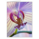 Buscar phalaenopsis postales Púrpura