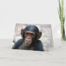 Buscar chimpancés tarjetas Fotografía