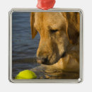 Buscar cabeza animal adornos Vertical