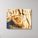 Buscar búho rojo posters Pájaro