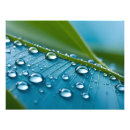 Buscar planta posters Agua