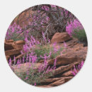 Buscar reef pegatinas Desierto