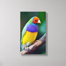 Buscar pinzones Fauna