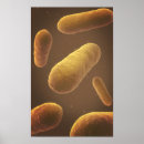 Buscar bacteriología posters Medicina