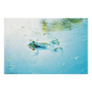 Buscar rana verde posters Agua
