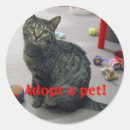 Buscar adopta pegatinas Gato