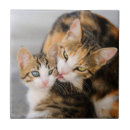 Buscar felines azulejos Lindo