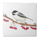 Buscar pájaros blancos azulejos Naturaleza
