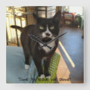 Buscar gatos lindos relojes de pared Para todos