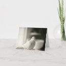Buscar dove tarjetas Paloma
