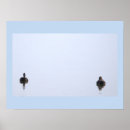 Buscar patos posters Fotografía