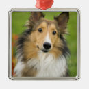 Buscar rough collie adornos Colmena ruda